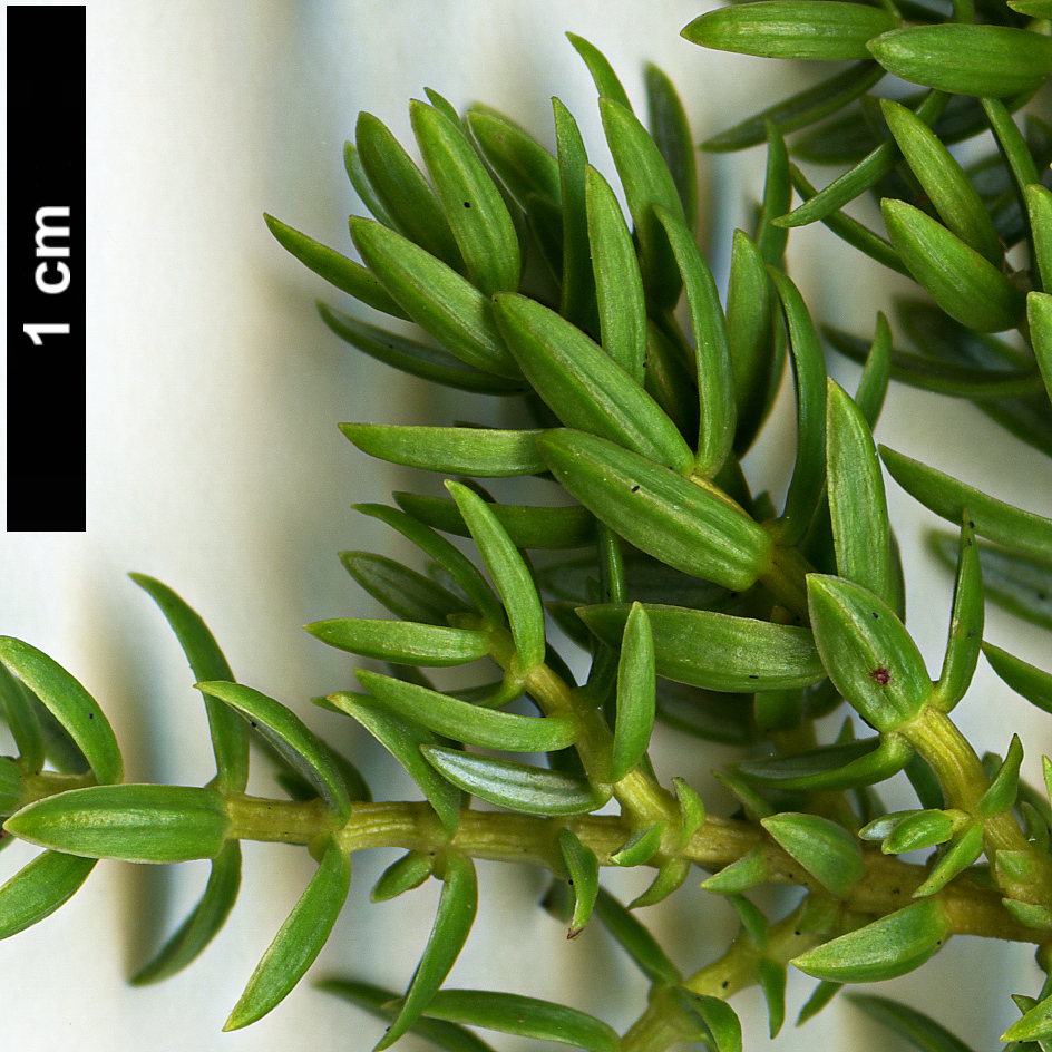 High resolution image: Family: Cupressaceae - Genus: Juniperus - Taxon: brevifolia